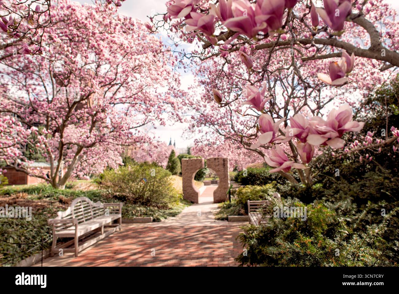 Untertasse Magnolias Enid A Haupt Garden Washington DC Vereinigte Staaten // WASHINGTON DC — Untertasse Magnolien (Magnolia x soulangeana) blühen im Enid A. Haupt Garden, der sich vor dem Smithsonian Castle befindet. Dieser Garten im viktorianischen Stil bietet einen formellen Rahmen für diese ornamentalen blühenden Bäume. Die Magnolien tragen zur lebendigen Frühlingsschau des Gartens bei und ergänzen die sorgfältig gepflegte Landschaftsgestaltung. Der Enid A. Haupt Garden ist ein Teil der Smithsonian Gardens, die für ihre gartenbauliche Exzellenz und historische Bedeutung bekannt sind. Der Garten dient als öffentlicher Spac Stockfoto
