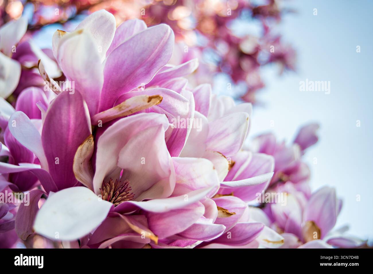 Untertasse Magnolias Enid A Haupt Garden Washington DC Vereinigte Staaten // WASHINGTON DC — Untertasse Magnolias (Magnolia x soulangeana) blühen im Enid A. Haupt Garden, der sich vor dem Smithsonian Castle befindet. Der Garten im viktorianischen Stil bietet einen formellen Rahmen für diese ornamentalen blühenden Bäume. Die Magnolien tragen zur Frühjahrspalette des Gartens bei und ergänzen die sorgfältig gepflegte Landschaftsgestaltung. Stockfoto
