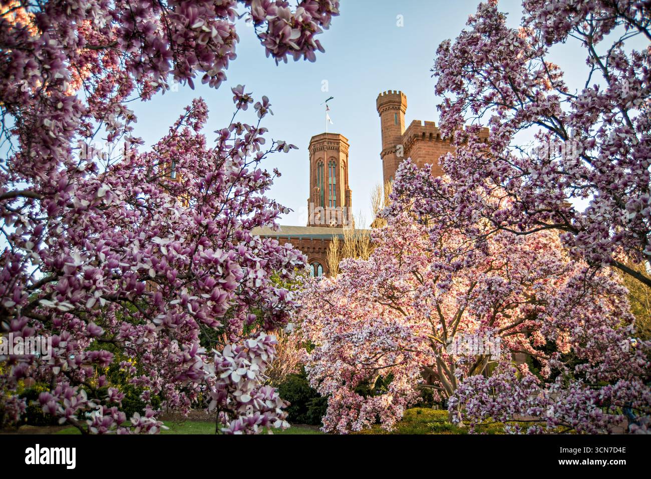 Untertasse Magnolias Enid A Haupt Garden Washington DC Vereinigte Staaten // WASHINGTON DC — Untertassen Magnolien (Magnolia x soulangeana) blühen im Enid A. Haupt Garden, der sich vor dem Smithsonian Castle befindet. Dieser Garten im viktorianischen Stil bietet einen formellen Rahmen für diese ornamentalen blühenden Bäume. Die Magnolien sind ein wichtiger Bestandteil der Frühlingsschau des Gartens und ergänzen die sorgfältig gepflegte Landschaftsgestaltung. Das Smithsonian Castle, ein prominentes Wahrzeichen, dient als Kulisse für die lebendige Blumenausstellung. Stockfoto