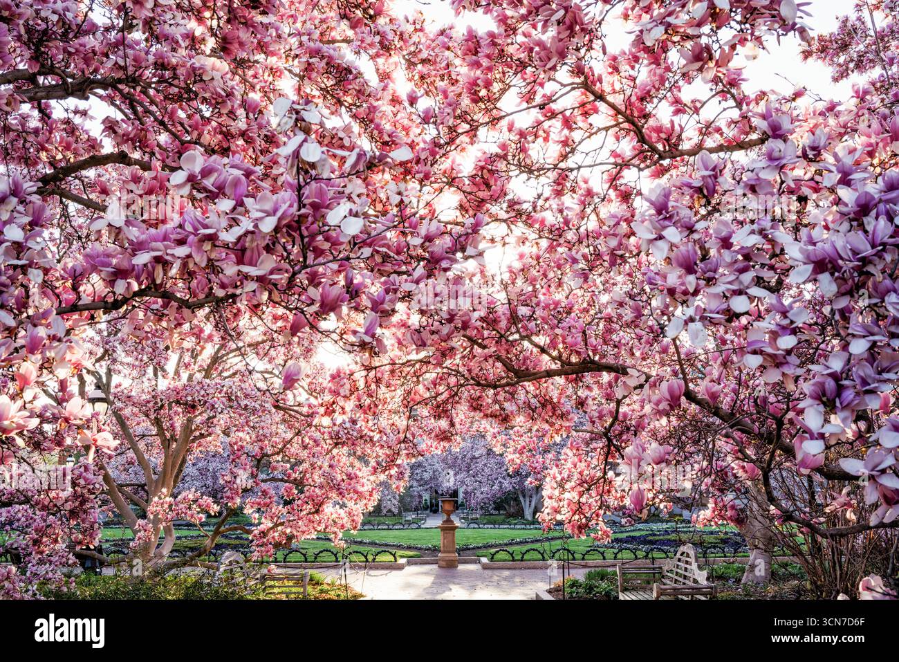 Untertasse Magnolia Blossoms Enid A Haupt Garden Washington DC // WASHINGTON DC — Untertasse Magnolien (Magnolia x soulangeana) blühen im Enid A. Haupt Garden, einem viktorianischen Garten vor dem Smithsonian Castle. Diese Zierbäume bieten eine Frühjahrsdarstellung für die formale Landschaft. Der Garten ist Teil der Smithsonian Gardens, die 18 verschiedene Gärten über die National Mall und die umliegenden Smithsonian Museen umfassen. Der Enid A. Haupt Garten wurde 1976 gegründet und ist bekannt für seine vielfältigen Gartensammlungen und formalen Designs. Stockfoto