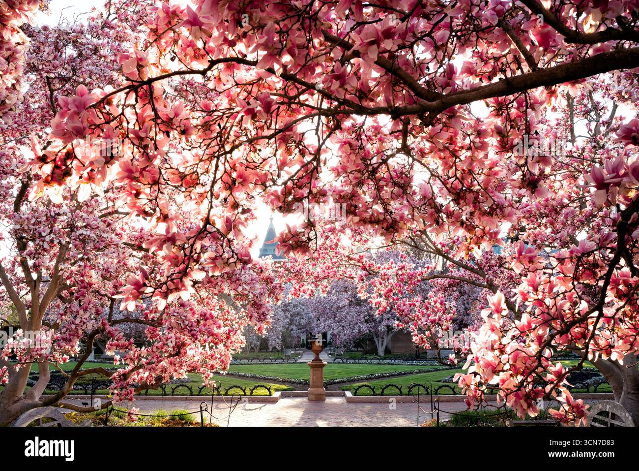 Untertasse Magnolias Bloom in Enid A Haupt Garden Washington DC Vereinigte Staaten // WASHINGTON DC — Unterteller Magnolien (Magnolia x soulangeana) blühen im Enid A. Haupt Garden, einem formellen viktorianischen Garten vor dem Smithsonian Castle. Diese ornamentalen blühenden Bäume tragen zur lebendigen Frühlingsdarstellung des Gartens bei und ergänzen das sorgfältig gepflegte Landschaftsdesign. Der Garten ist eine malerische Umgebung, in der die zarten rosa und weißen Blüten vor dem Hintergrund der historischen Architektur zu sehen sind. Das Design betont die saisonale Schönheit mit den Magnolien provi Stockfoto