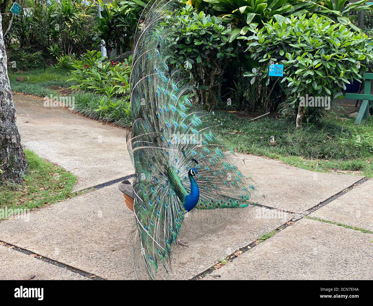 Seitenansicht eines männlichen Pfauens, der seinen Zug ausbreitet und mit schönen Augenflecken gefüllt ist, im Waimea Botanical Garden in Kauai, Hawaii, USA - Smartphone-aufgenommenes Stockfoto