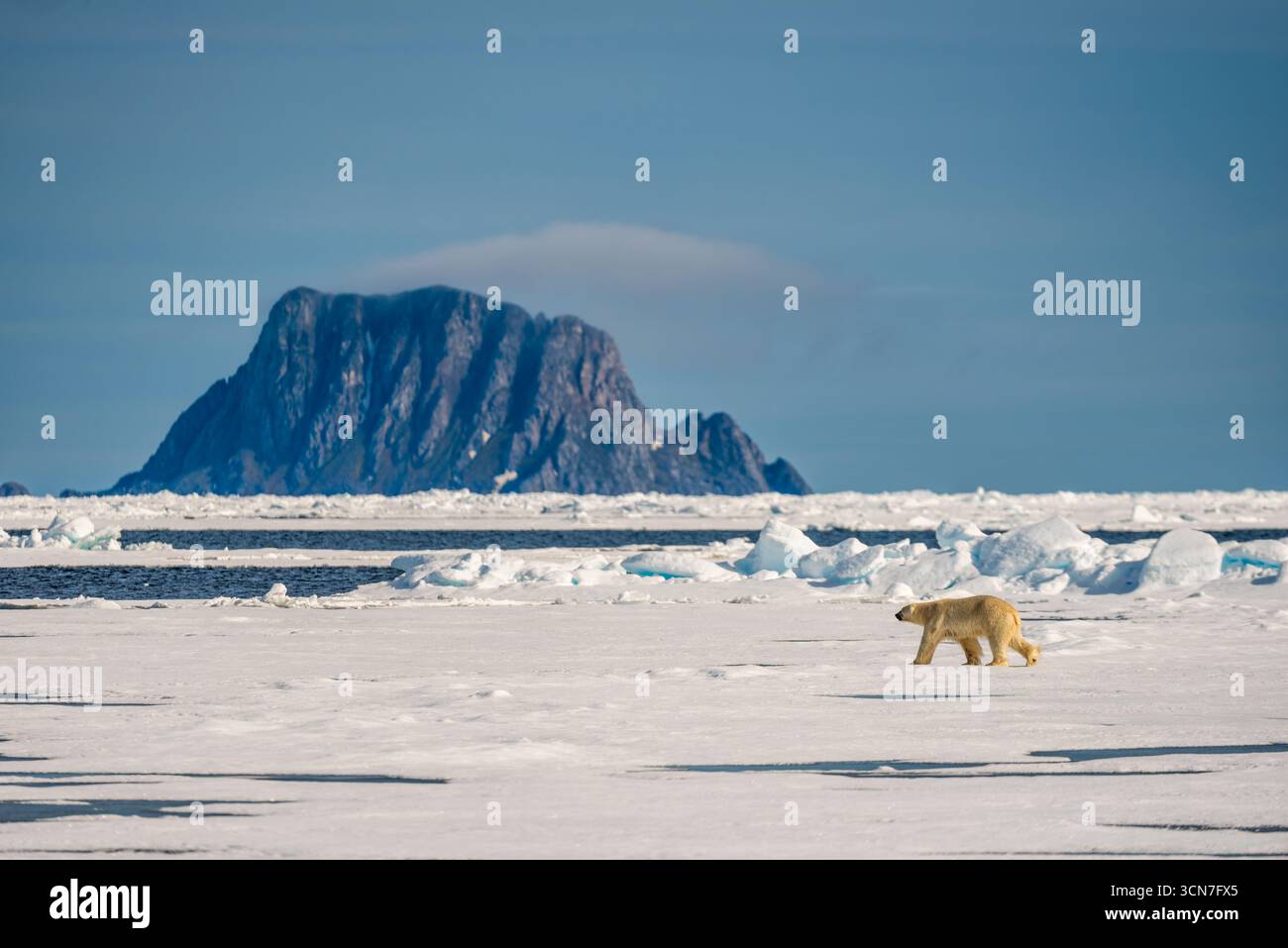 Eisbär auf der Eisscholle in der Nähe von Sjuoyane Seven Islands Svalbard Norwegen // SVALBARD UND JAN MAYEN, Norwegen — Ein Eisbär wandert über eine Eisscholle mit einer bergigen Insel im Hintergrund. Diese Szene befindet sich in der Nähe des Sjuøyane Sieben Inseln Archipels im Arktischen Ozean. Eisbären, auch bekannt als Ursus maritimus, sind die größten Landfleischfresser und kommen in der Arktis vor. Die Sjuøyane-Inseln sind Teil des Svalbard-Archipels, bekannt für seine extreme nördliche Breite und seine einzigartige Tierwelt. Stockfoto