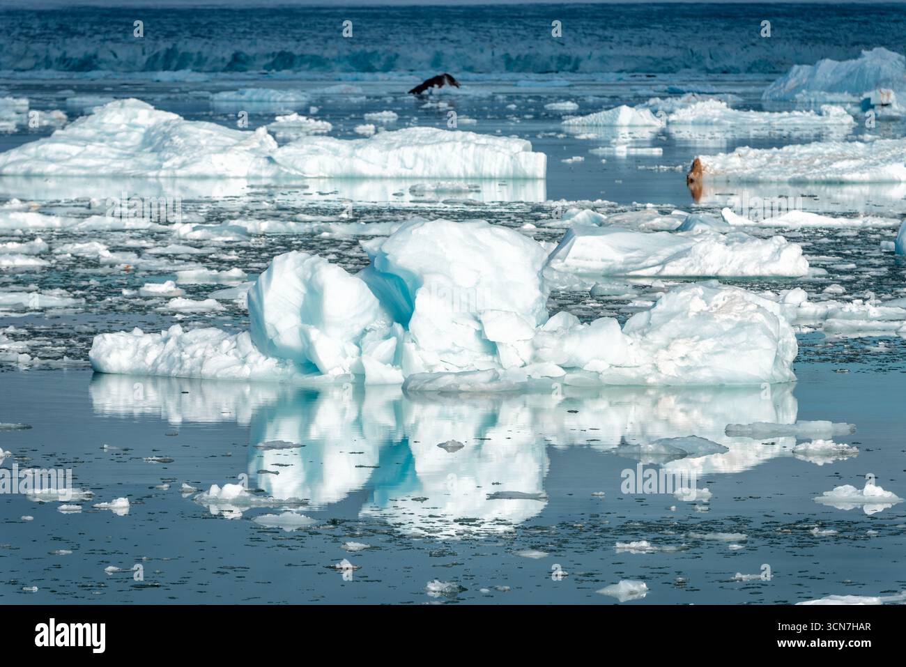 Klerckbukta Nordaustlandet Svalbard Eisberge // NORDEAUSTLANDET, SVALBARD — Eisberge schwimmen in den arktischen Gewässern vor der Küste von Nordaustlandet, Svalbard. Klerckbukta ist eine Bucht an der Nordküste von Nordaustlandet, einem Teil des Svalbard-Archipels in Norwegen. Die Gegend ist bekannt für ihre dramatischen Gletscherlandschaften und ihre reiche Tierwelt. Stockfoto Klerckbukta Nordaustlandet Svalbard Eisberge // NORDEAUSTLANDET, SVALBARD — Eisberge schwimmen in den arktischen Gewässern vor der Küste von Nordaustlandet, Svalbard. Klerckbukta ist eine Bucht an der Nordküste von Nordaustlandet, einem Teil des Svalbard-Archipels in Norwegen. Die Gegend ist bekannt für ihre dramatischen Gletscherlandschaften und ihre reiche Tierwelt. Stockfoto