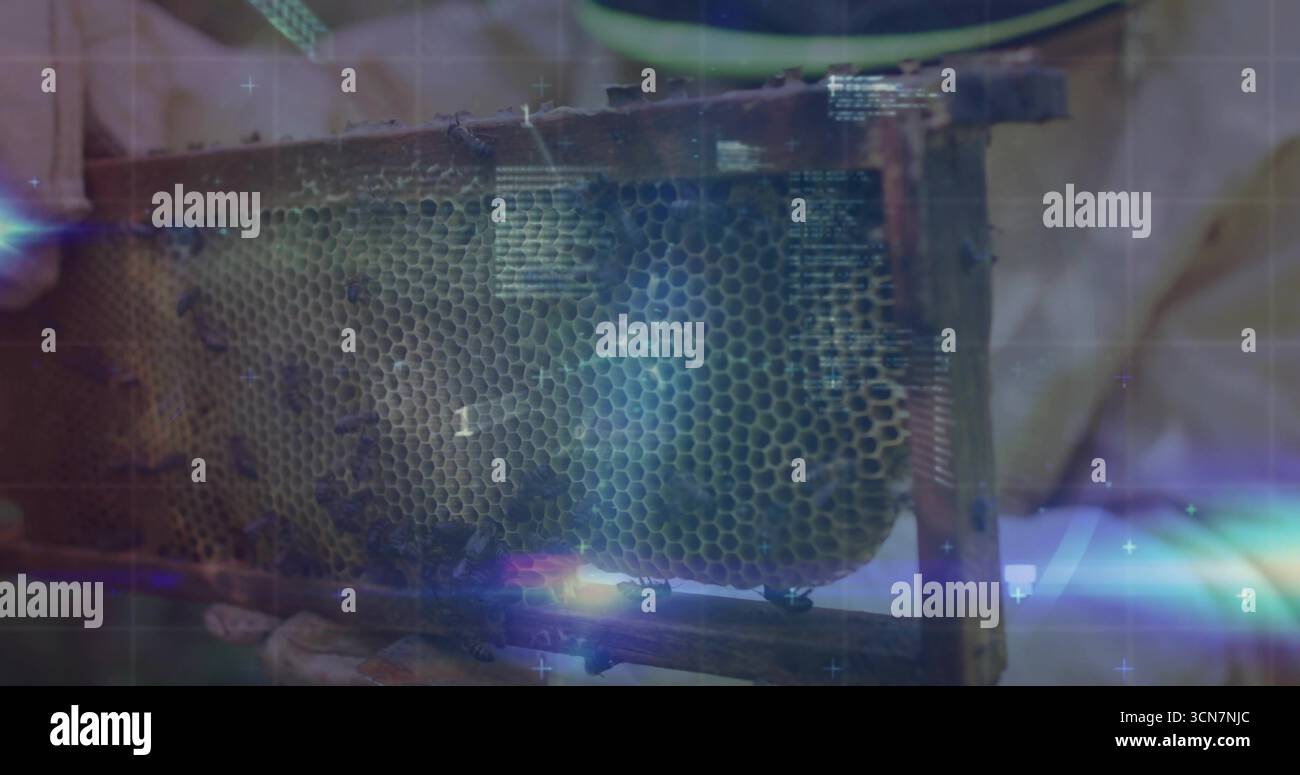 Imker trägt Schutzausrüstung, die den Wabenrahmen im Bienenhaus hält, mit Bienen und Gitterüberlagerung Stockfoto
