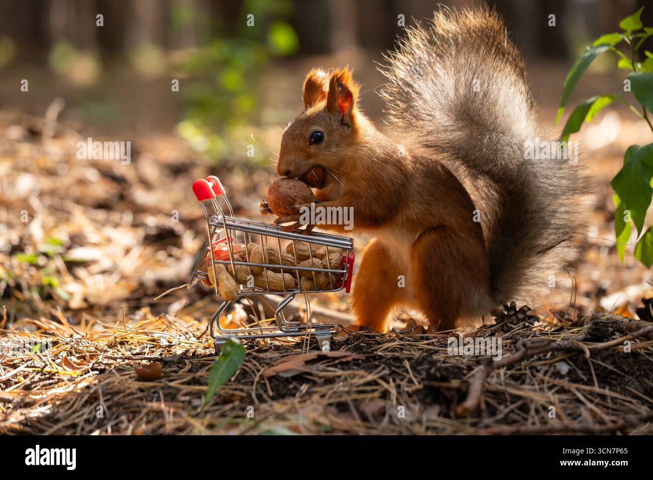 Ein rotes Eichhörnchen hält eine Nuss, während es in einem Wald sitzt. Der Boden ist mit Blättern und Zweigen bedeckt, umgeben von Bäumen und Grün. Stockfoto