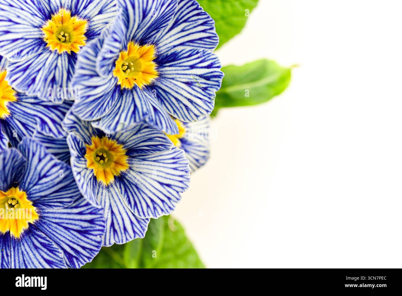 Ein Blumenstrauß aus blauen und gelben Blumen mit weißem Hintergrund. Die Blüten sind so angeordnet, dass sie sich nicht überlappen Stockfoto