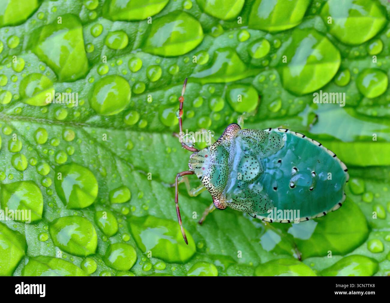 Eine Weißdornschild-Insektennymphe auf einem nassen Blatt nach Regen Stockfoto