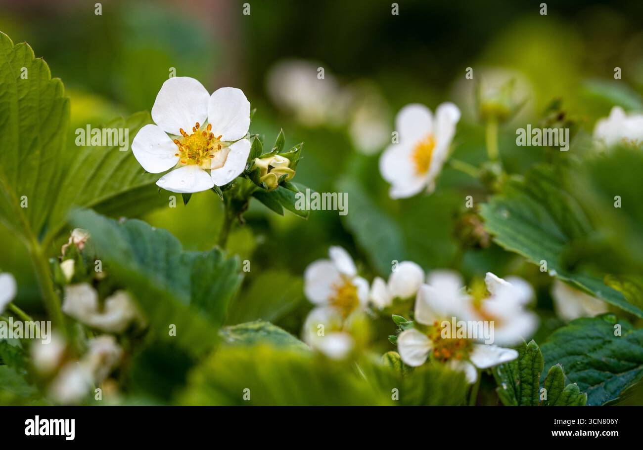 Ein Haufen weißer Blumen sind auf einem Feld. Die Blüten sind klein und weiß und von grünen Blättern umgeben. Das Bild ist friedlich und ruhig Stockfoto