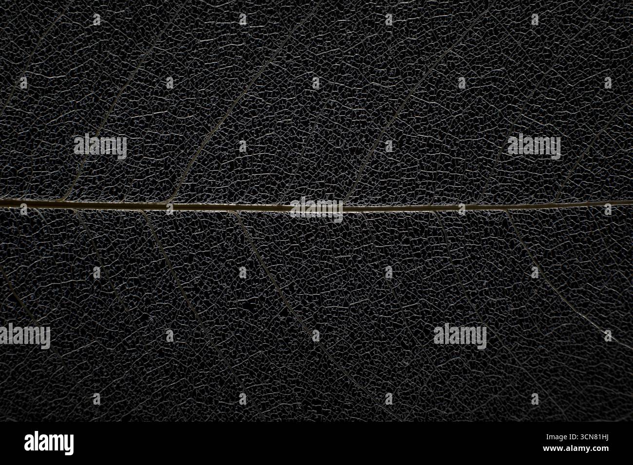Hintergrund Der Makro-Blattstruktur Stockfoto