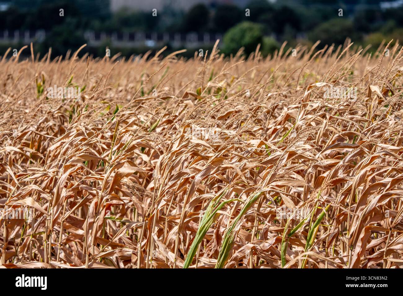 Maisfeld trocknete aus und nur wenig wachsende, kleine Maiskolben, wegen der Sommerdürre östlich von Weisweiler, Nordrhein-Westfalen Stockfoto