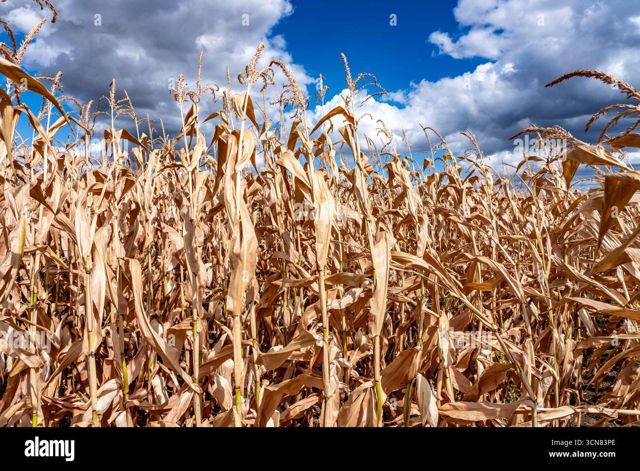 Maisfeld trocknete aus und nur wenig wachsende, kleine Maiskolben, wegen der Sommerdürre östlich von Weisweiler, Nordrhein-Westfalen Stockfoto