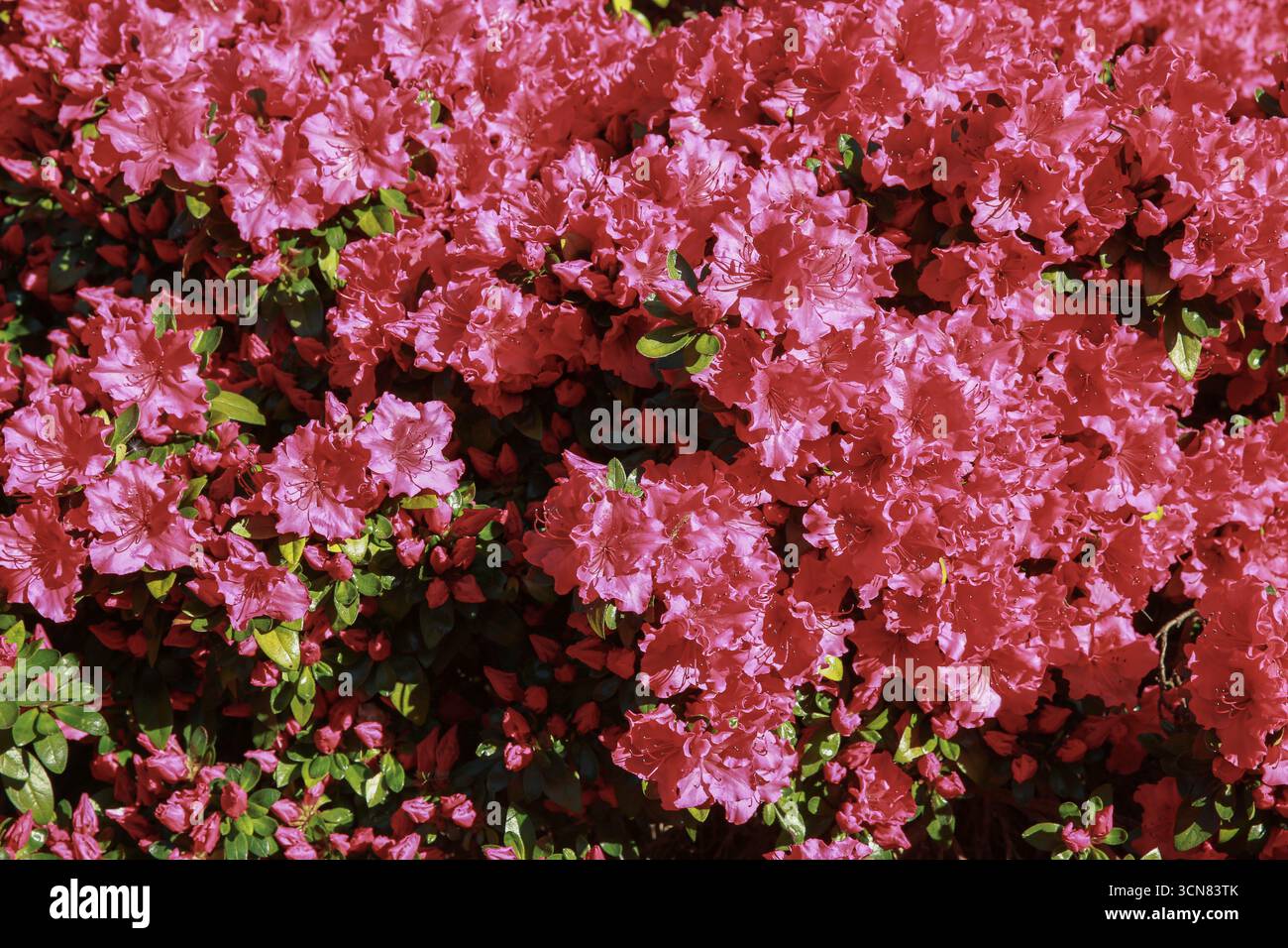 Leuchtende rosafarbene Azalea-Blüten in voller Blüte Stockfoto