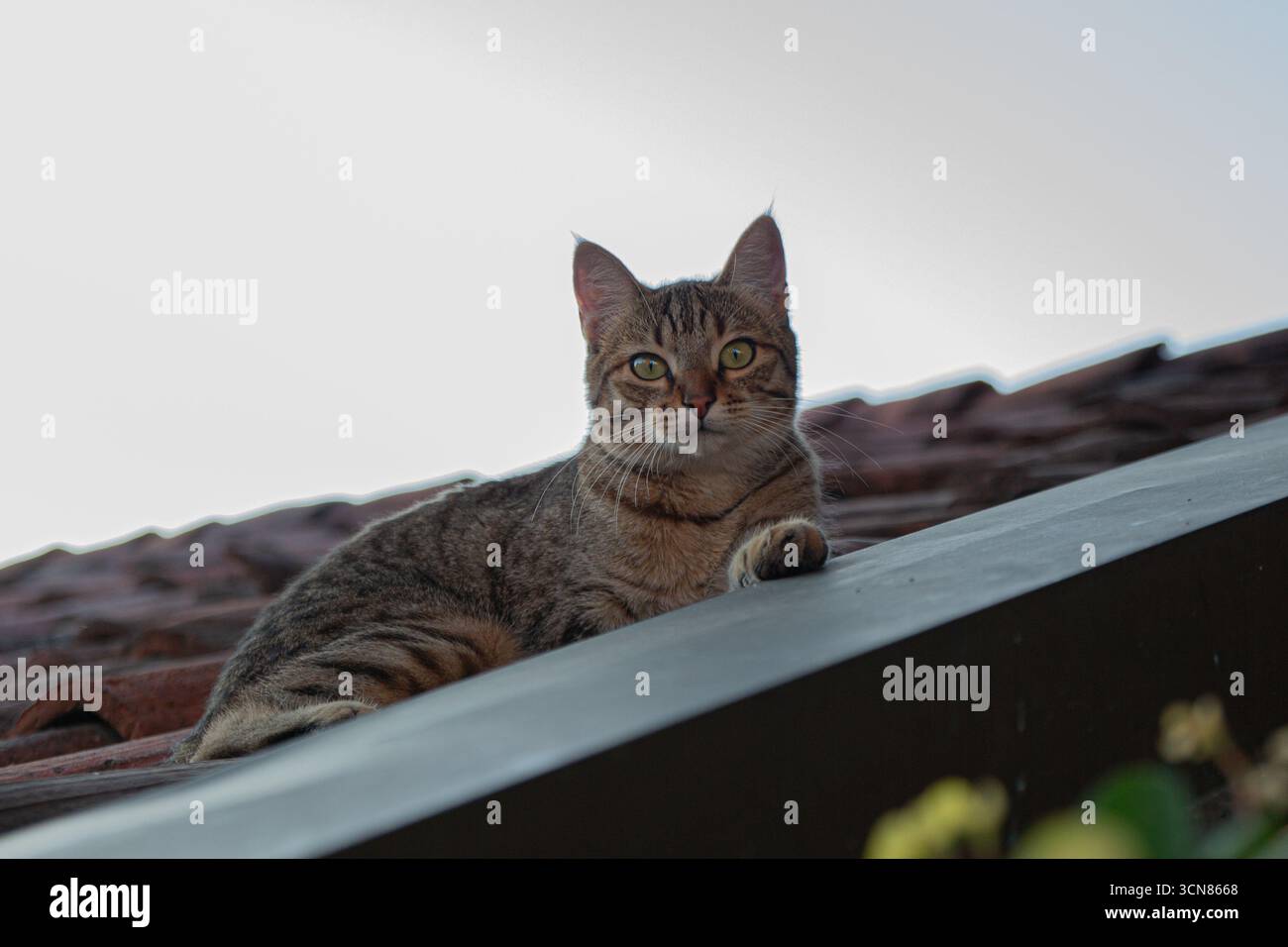 Tabby-Katze auf dem Dach mit ausgestreckter Pfote Stockfoto