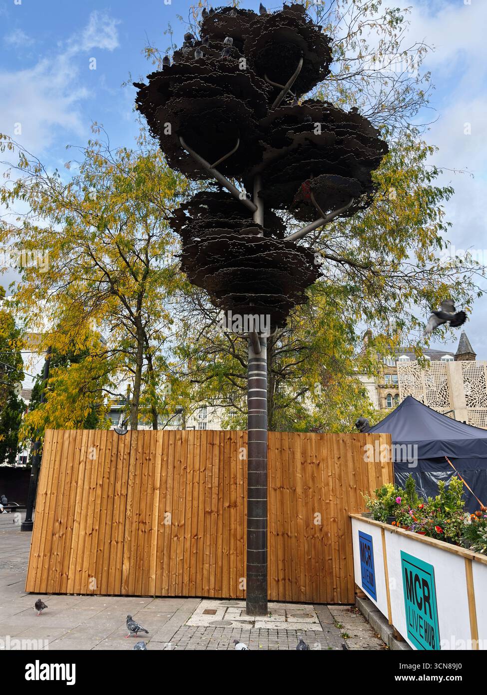 Manchester, Großbritannien - 17. September 2025: Einzigartige städtische Skulptur, die über einem Holzzaun auf dem Manchester plaza mit Tauben in der Nähe aufragt. Stockfoto