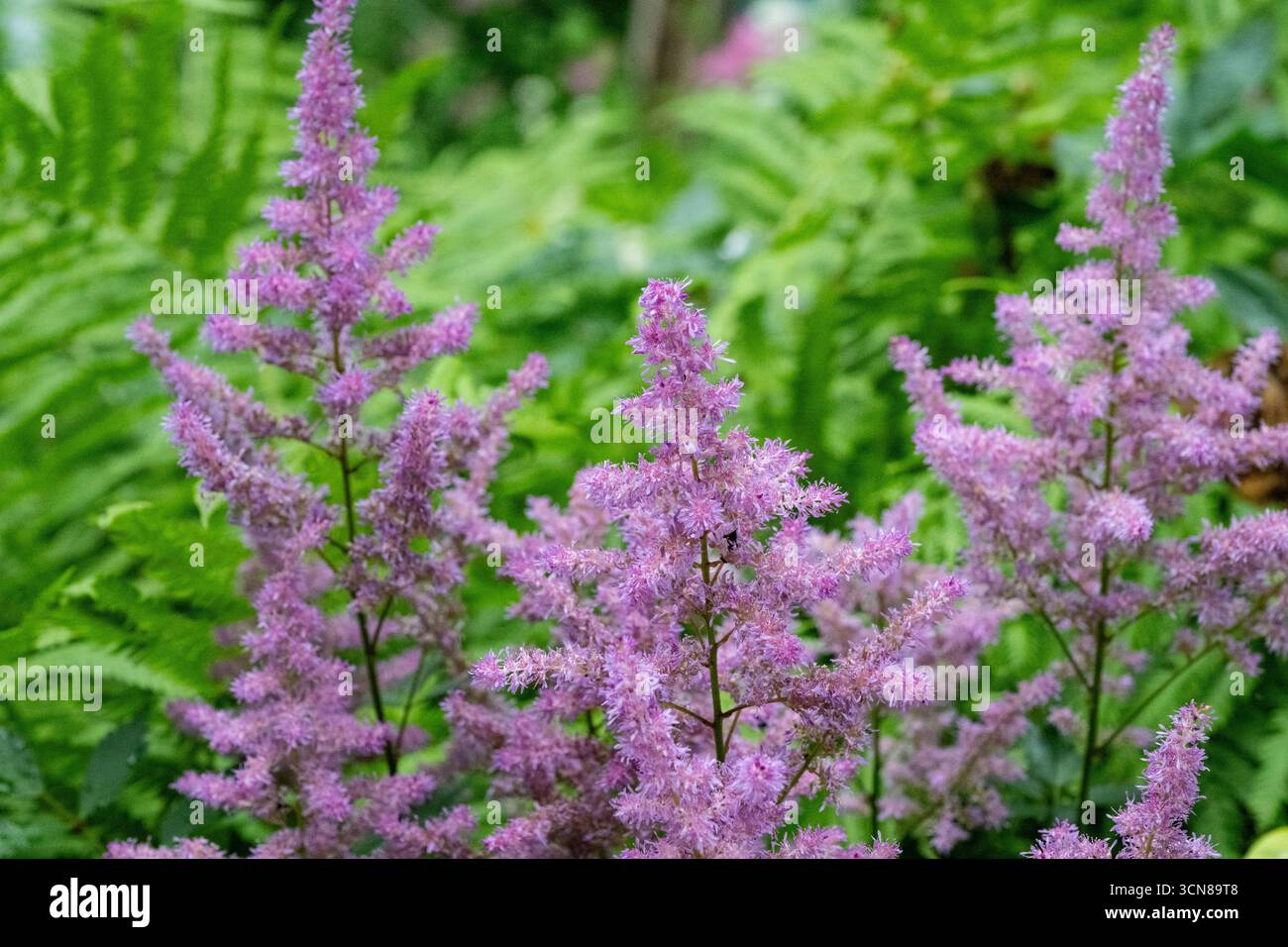 Astilbe japonica, False Goat's Beard, blühend im Landhausgarten, Brownsburg-Chatham, Quebec, Kanada Stockfoto