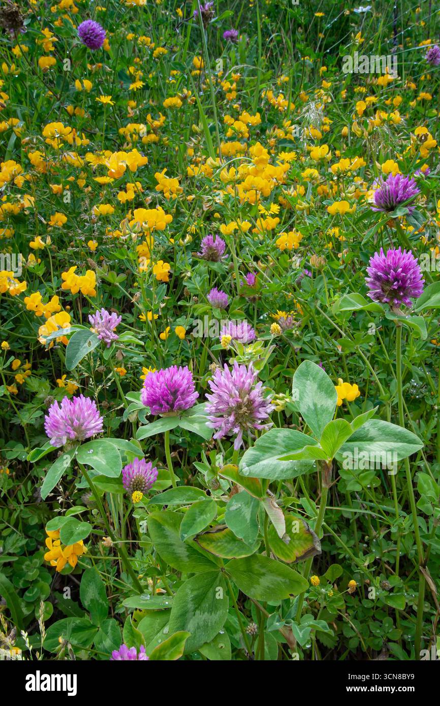 Rote kleeblattbltter -Fotos und -Bildmaterial in hoher Auflsung  Alamy