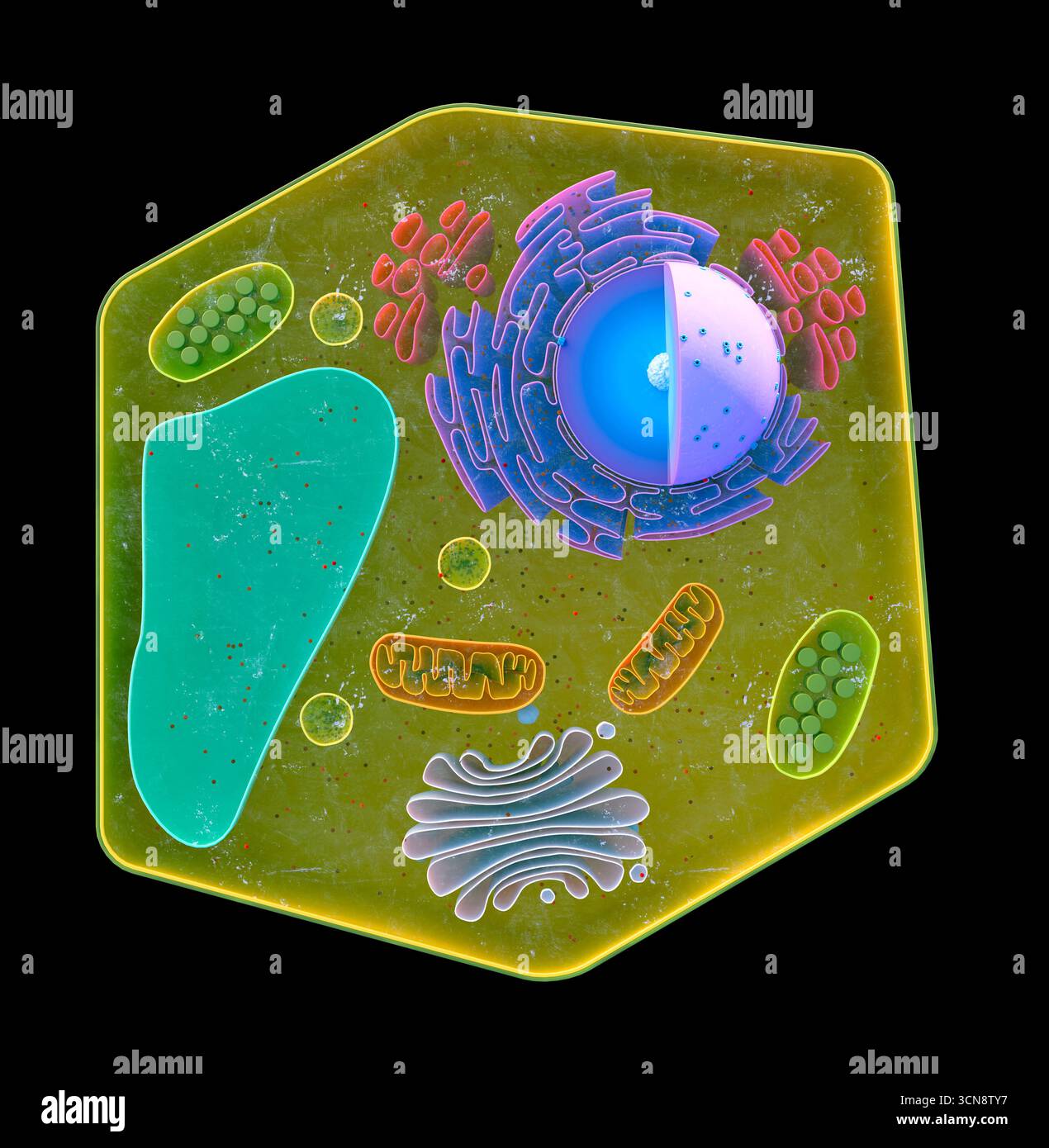 Bildmaterial, das die Zellstruktur der Pflanze zeigt Stockfoto
