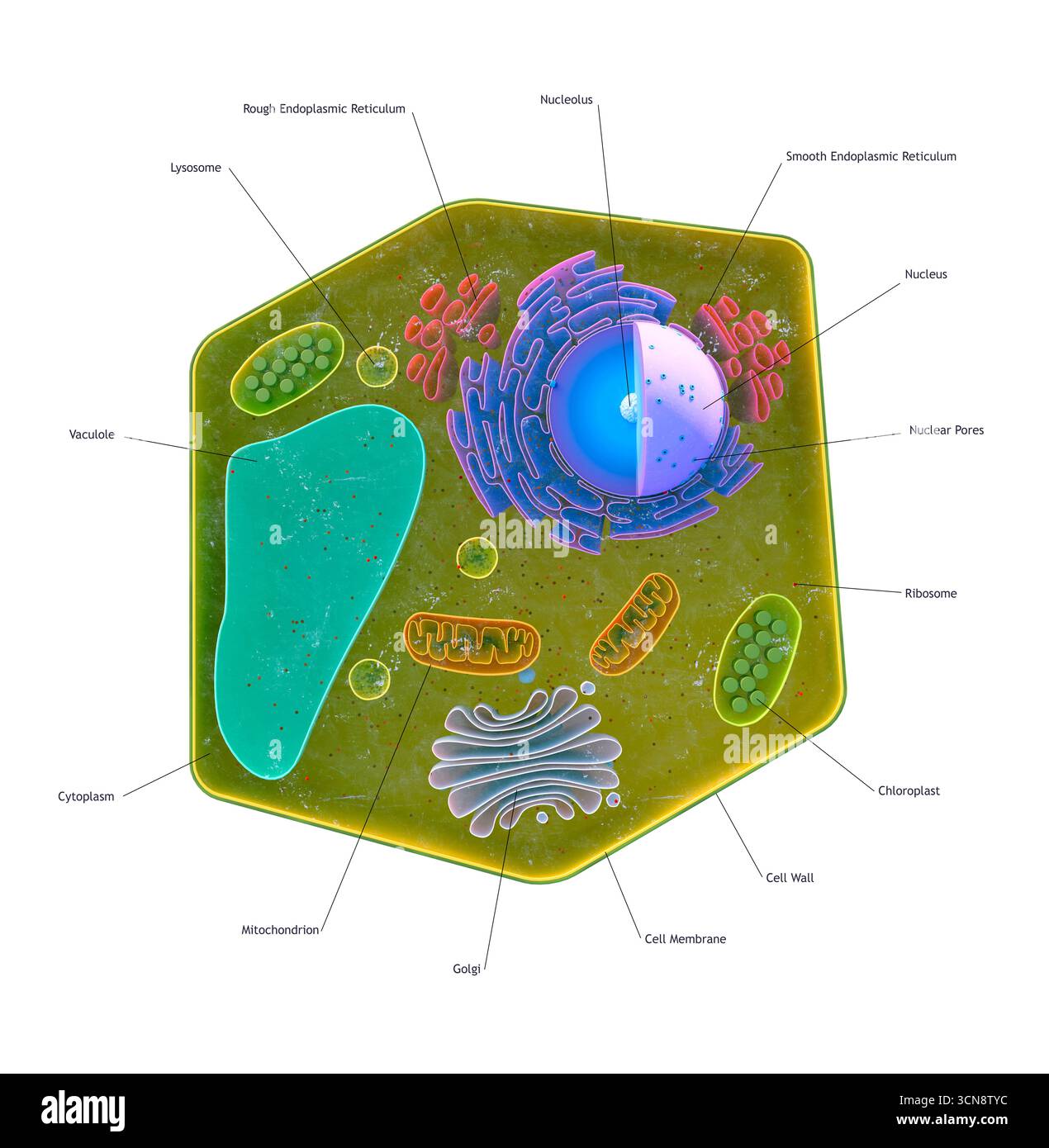 Bildmaterial, das die Zellstruktur der Pflanze zeigt Stockfoto
