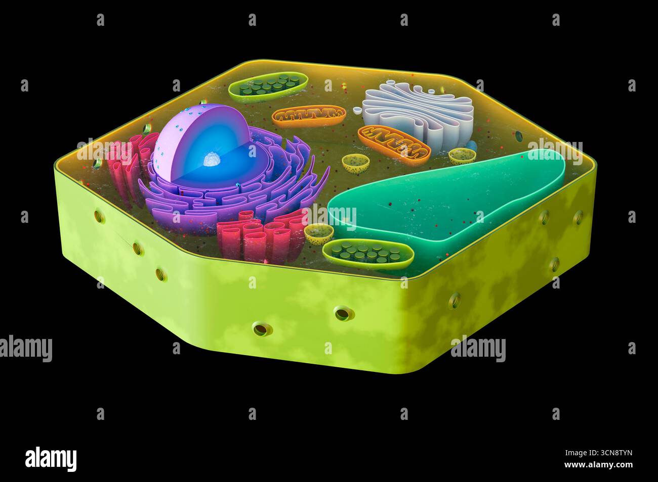 Bildmaterial, das die Zellstruktur der Pflanze zeigt Stockfoto