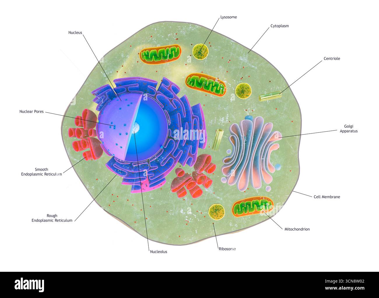 Cutaway der eukaryotischen Tierkelle Stockfoto
