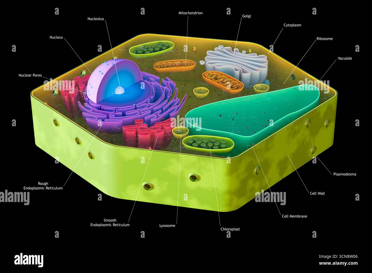 Bildmaterial, das die Zellstruktur der Pflanze zeigt Stockfoto