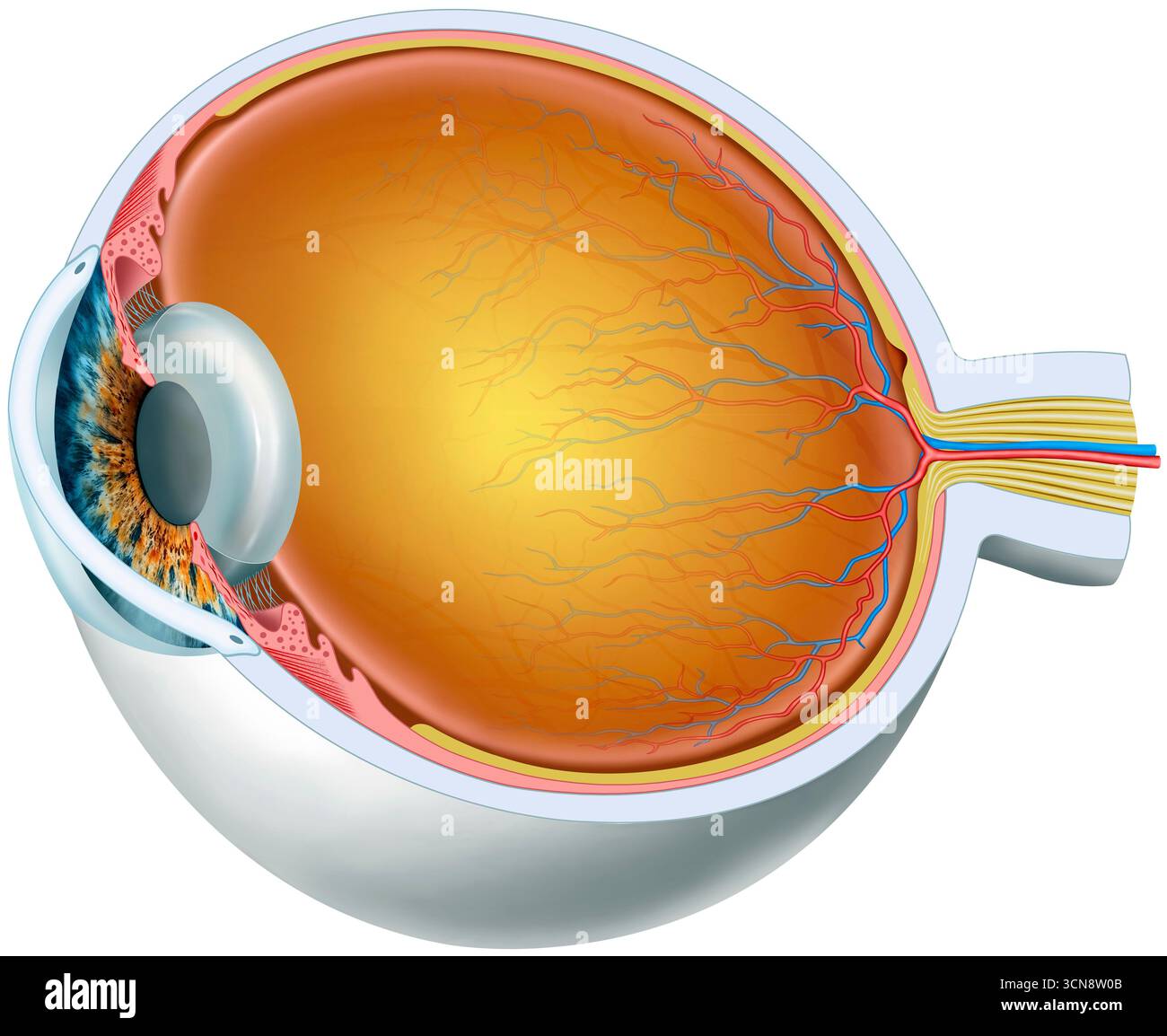 Abbildung der Anatomie des Auges mit detaillierter Darstellung seines Innern und seiner verschiedenen Komponenten. Dazu gehören die äußere Schicht der Sklera und Hornhaut, die Gefäßschicht aus Iris, Ziliarkörper und Aderhaut und die Netzhaut, die innere Schicht aus lichtempfindlichem Gewebe. Stockfoto