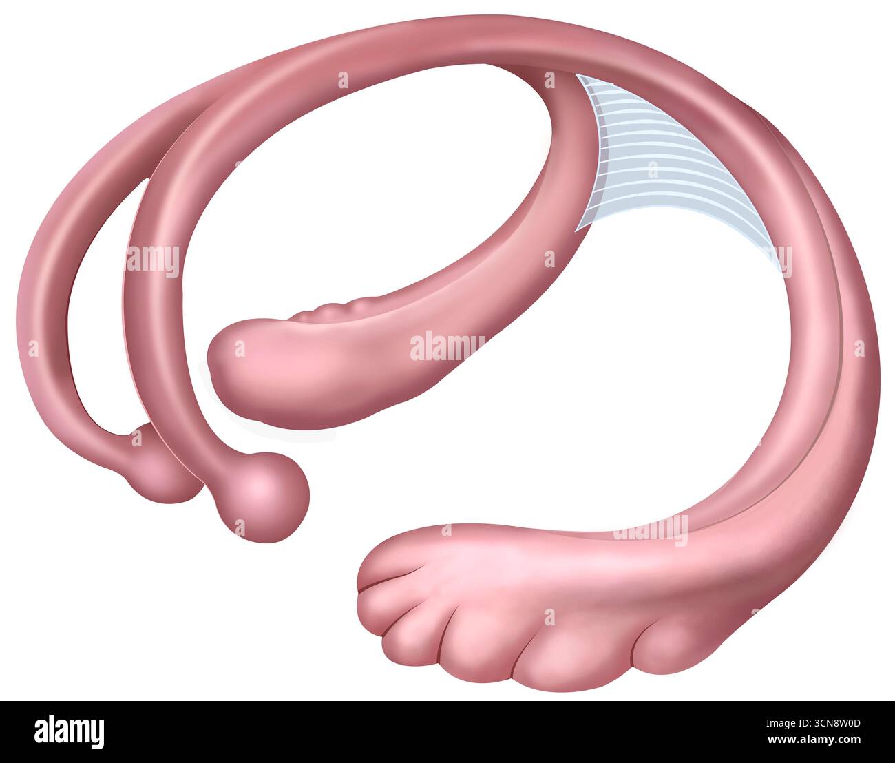 Darstellung der Anatomie des Hirnfornix. Die Struktur der Hirnfornix ist ein Bündel von Nervenfasern, das verschiedene Hirnregionen verbindet und an Gedächtnis und Emotionen beteiligt ist. Sie erstreckt sich vom Hippocampus bis zu anderen Gehirnbereichen, wie dem Hypothalamus und den Mammillarkörpern. Stockfoto