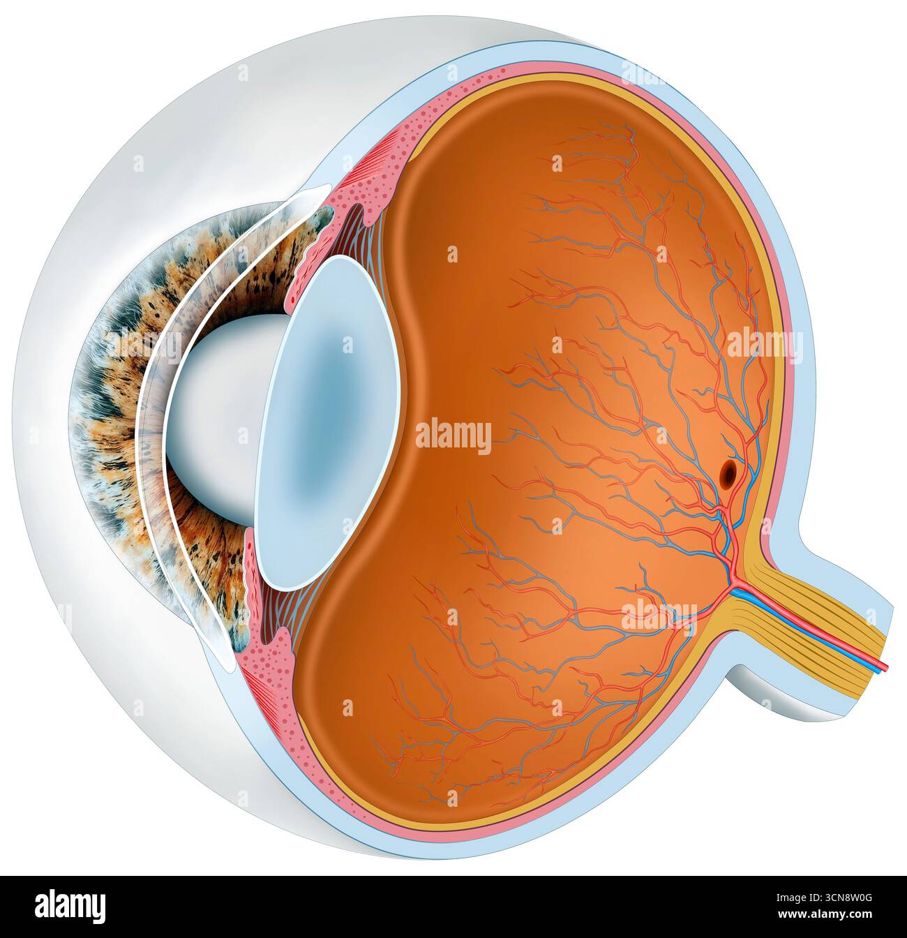 Abbildung der Anatomie des Auges mit detaillierter Darstellung seiner inneren Struktur und seiner verschiedenen Komponenten. Die äußerste Schicht ist die Sklera und Hornhaut, gefolgt von Iris, Ziliarkörper und Aderhaut und der Netzhaut, der inneren Schicht aus lichtempfindlichem Gewebe. Stockfoto