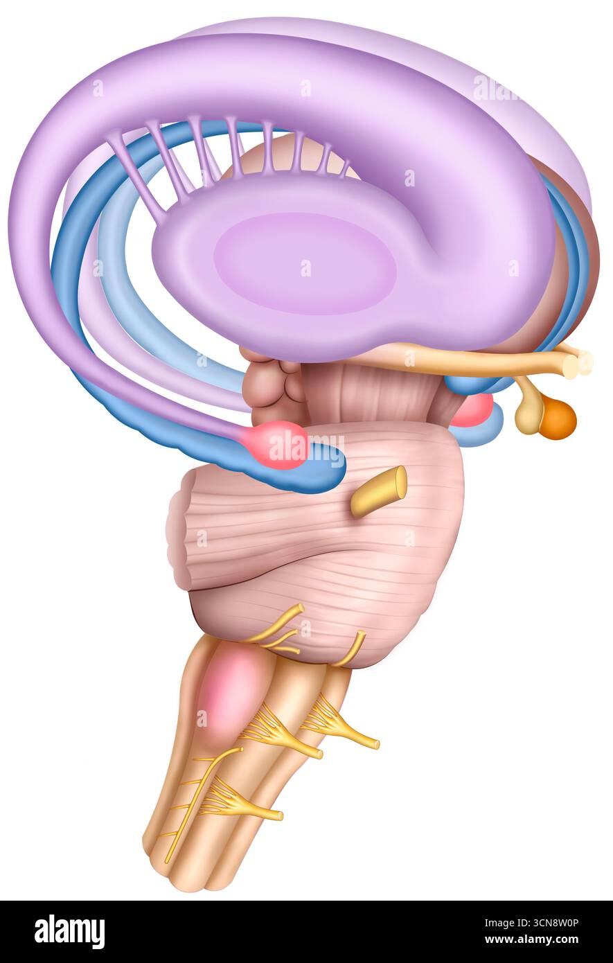 Abbildung des limbischen Systems, einer Reihe miteinander verbundener Hirnstrukturen, die für Emotionen, Gedächtnis und Verhalten entscheidend sind. Es umfasst den Hippocampus, Amygdala, Thalamus, Hypothalamus und Fornix. Diese Bereiche arbeiten zusammen, um emotionale Reaktionen zu regulieren und Erinnerungen zu speichern. Stockfoto