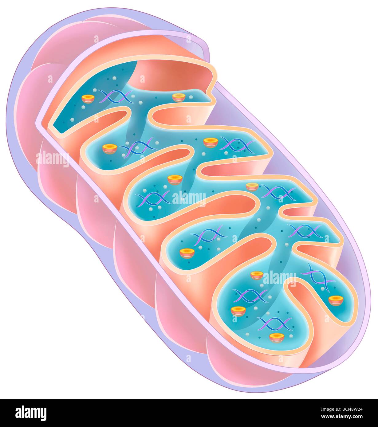 Illustration der Mitochondrien. Sie haben zwei Membranen: Eine glatte äußere Membran und eine innere Membran. Die Hauptfunktion der Mitochondrien besteht darin, den größten Teil der Zellenergie in Form von Adenosintriphosphat durch zelluläre Atmung zu erzeugen. Stockfoto
