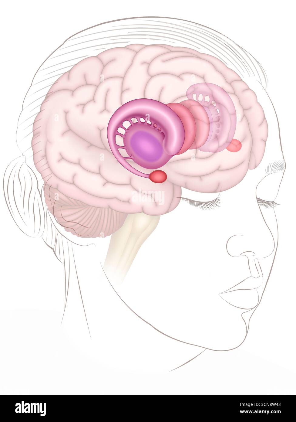 Das limbische System des Gehirns, Illustration. Dieses limbische System besteht aus einer Reihe von Gehirnstrukturen, die auf bestimmte Umweltreize wie Angst, Freude, Wut oder Traurigkeit reagieren. Es umfasst den Hippocampus, die Amygdala, den Thalamus, den Hypothalamus, die Fornix und den cingulären Cortex. Seine Hauptfunktion besteht darin, emotionale Reaktionen zu verarbeiten. Stockfoto