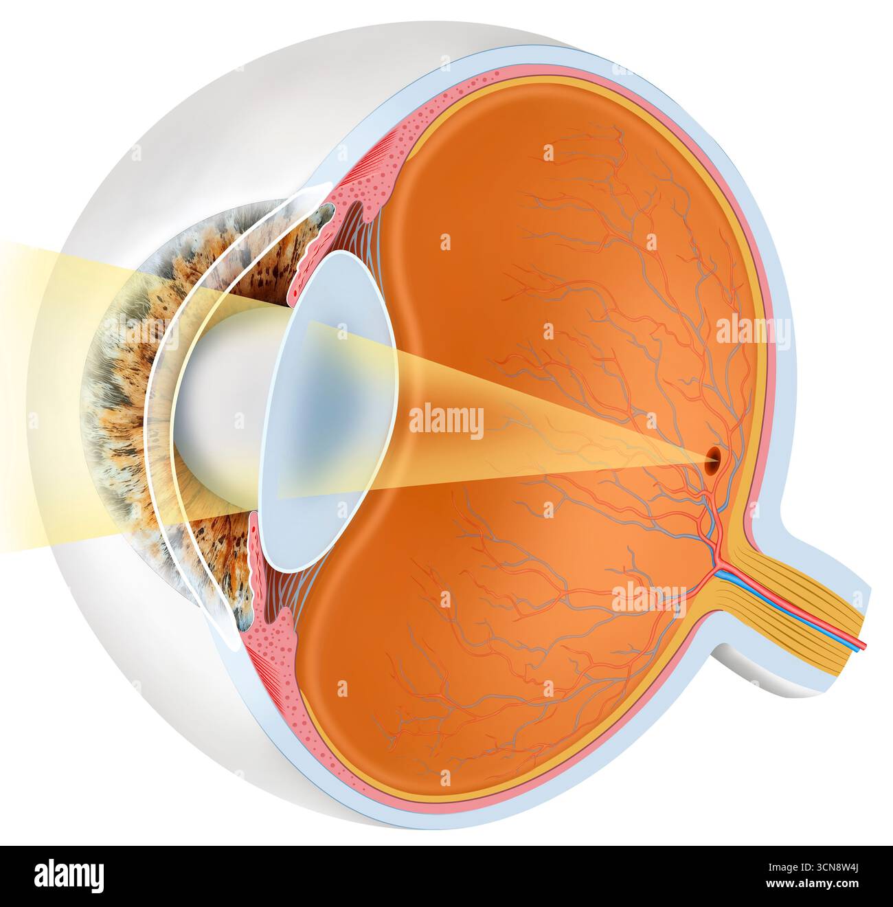Abbildung der normalen Fokussierung des Auges, die zeigt, wie Licht durch die Hornhaut eindringt, durch die Pupille geht und auf die Netzhaut fokussiert wird, wo Bilder verarbeitet werden. Bei einem gesunden Auge passt die Linse ihre Form so an, dass sie nahe und ferne Objekte fokussiert und eine klare Sicht erzielt. Stockfoto