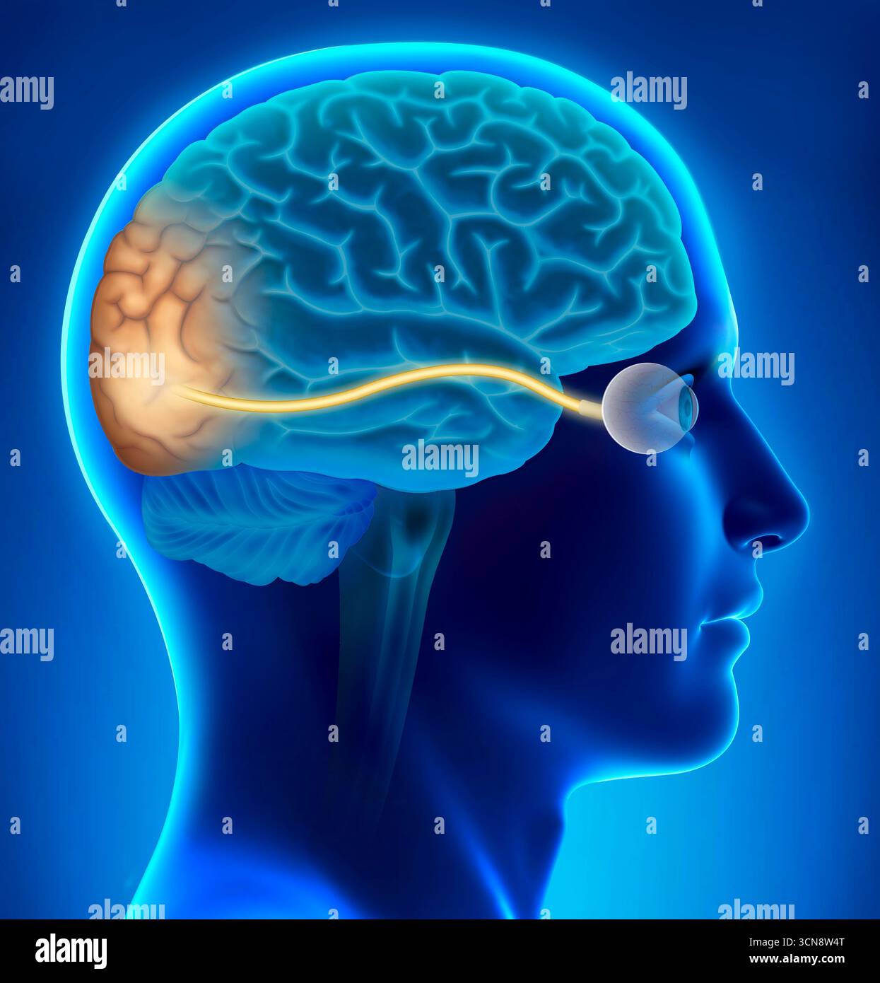 Abbildung der Strukturen, die an der Bildwahrnehmung beteiligt sind, einschließlich Auge, Sehnerv und Sehrinde des Gehirns. Licht tritt durch die Hornhaut in das Auge ein, fokussiert auf die Netzhaut und wird in elektrische Signale umgewandelt. Diese Signale gelangen durch den Sehnerv zum Gehirn, wo sie als Bilder interpretiert werden. Stockfoto
