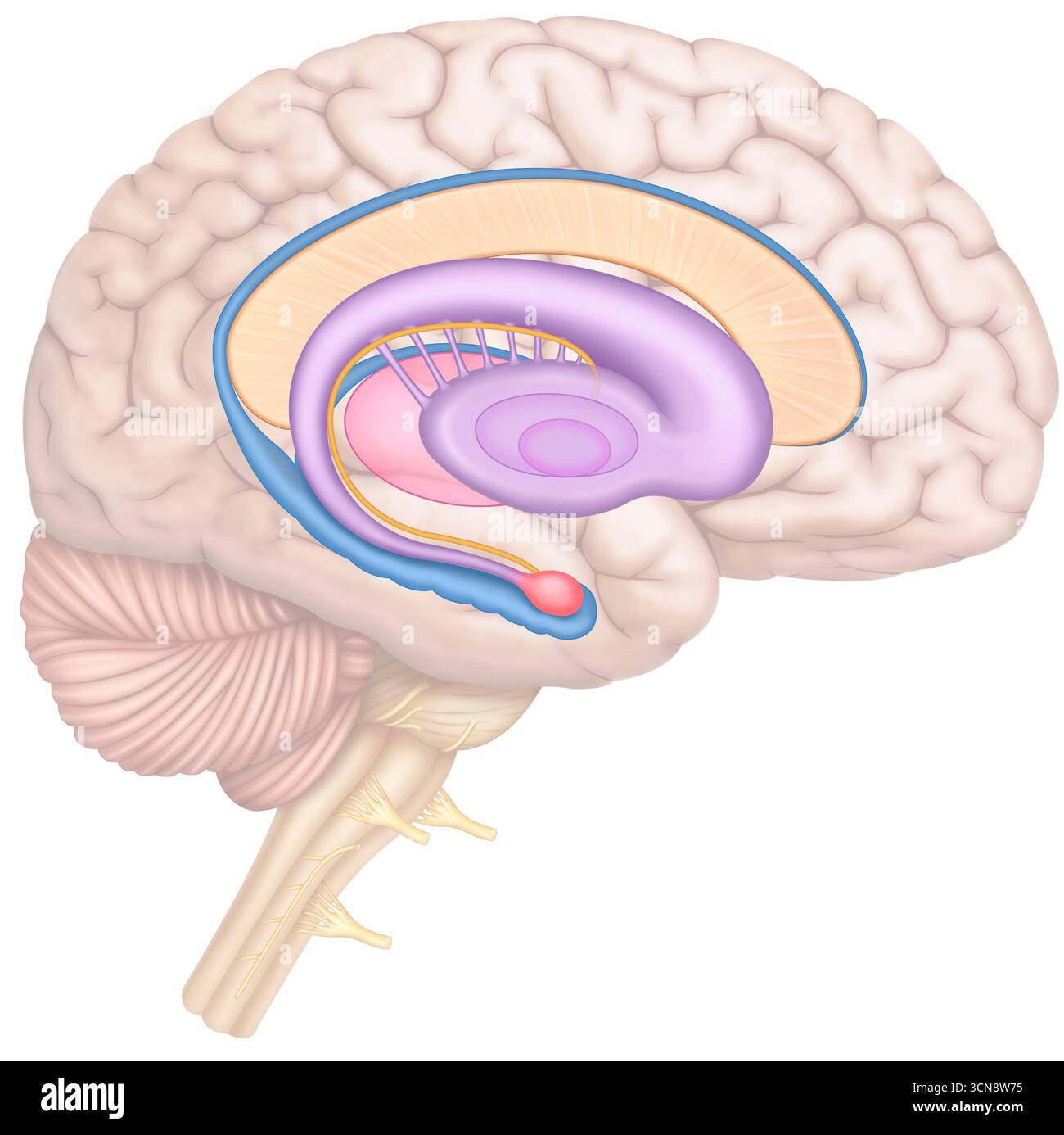 Gehirn und limbisches System, Illustration. Dieses System besteht aus mehreren miteinander verbundenen Hirnarealen, die Emotionen, Gedächtnis und Verhalten regulieren. Der Hippocampus ist essentiell für Gedächtnis und Lernen; die Amygdala ist der Schlüssel zur emotionalen Reaktion; der Hypothalamus reguliert die autonomen und hormonellen Funktionen; und der Thalamus verarbeitet sensorische Informationen. Stockfoto