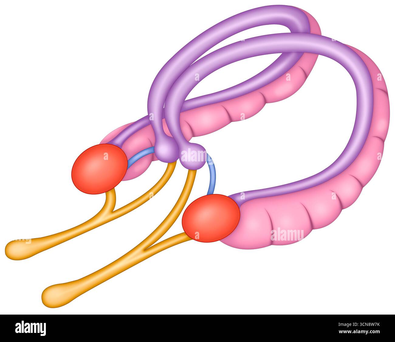 Illustration der Hirnamygdala. Diese Struktur befindet sich im Temporallappen und ist Teil des limbischen Systems. Sie ist für die Verarbeitung von Emotionen, insbesondere von Angst und Aggression, von grundlegender Bedeutung. Sie ist für die Verarbeitung und Regulierung von Emotionen, insbesondere von Angst, von entscheidender Bedeutung und spielt eine entscheidende Rolle bei Erinnerung, Aufmerksamkeit, sozialen Reaktionen und der Bildung emotionaler Erinnerungen. Stockfoto