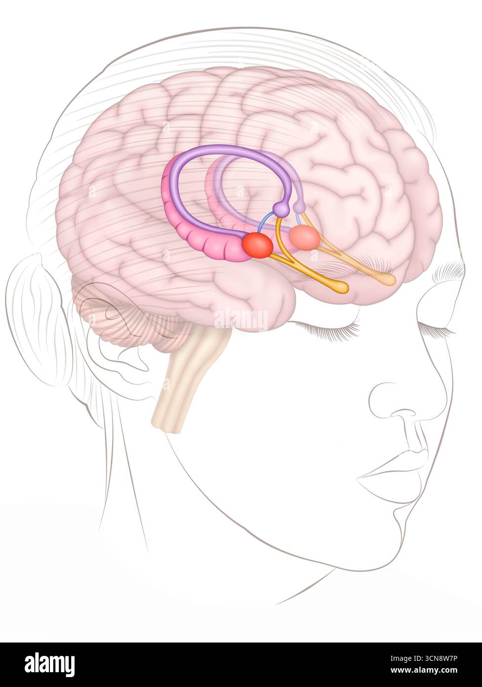 Abbildung eines menschlichen Kopfes und der Amygdalae, die die Lage und Funktion dieser Schlüsselstrukturen im Gehirn zeigen. Die Amygdalae, die sich im Temporallappen befinden, sind entscheidend für die Verarbeitung von Emotionen wie Angst und Angst. Sie sind auch an der Bildung emotionaler Erinnerungen beteiligt. Stockfoto