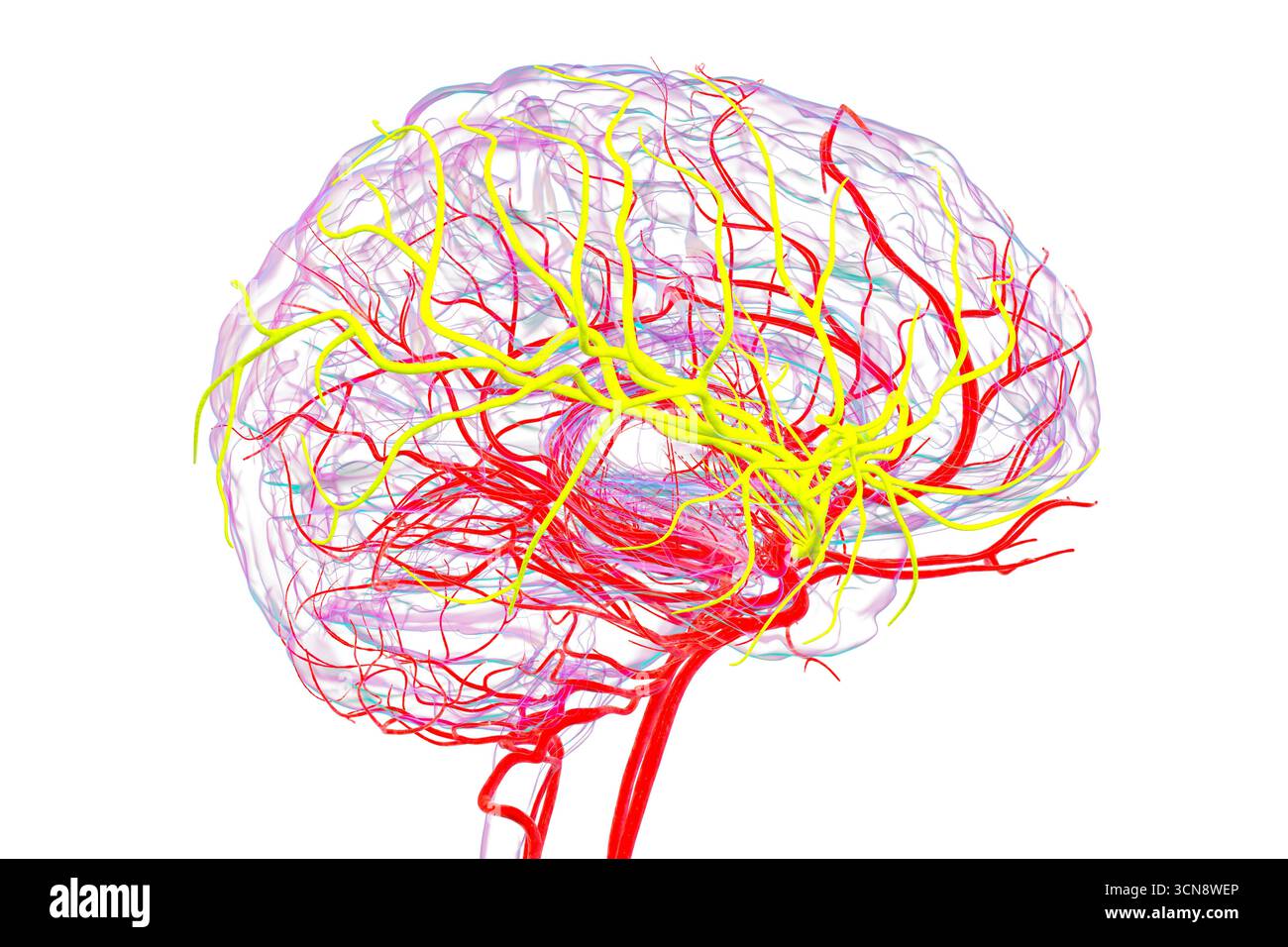 Abbildung der Arteria cerebri Media (gelb), die den frontalen, temporalen und parietalen Lappen Blut liefert, entscheidend für die Gehirnfunktion. Stockfoto