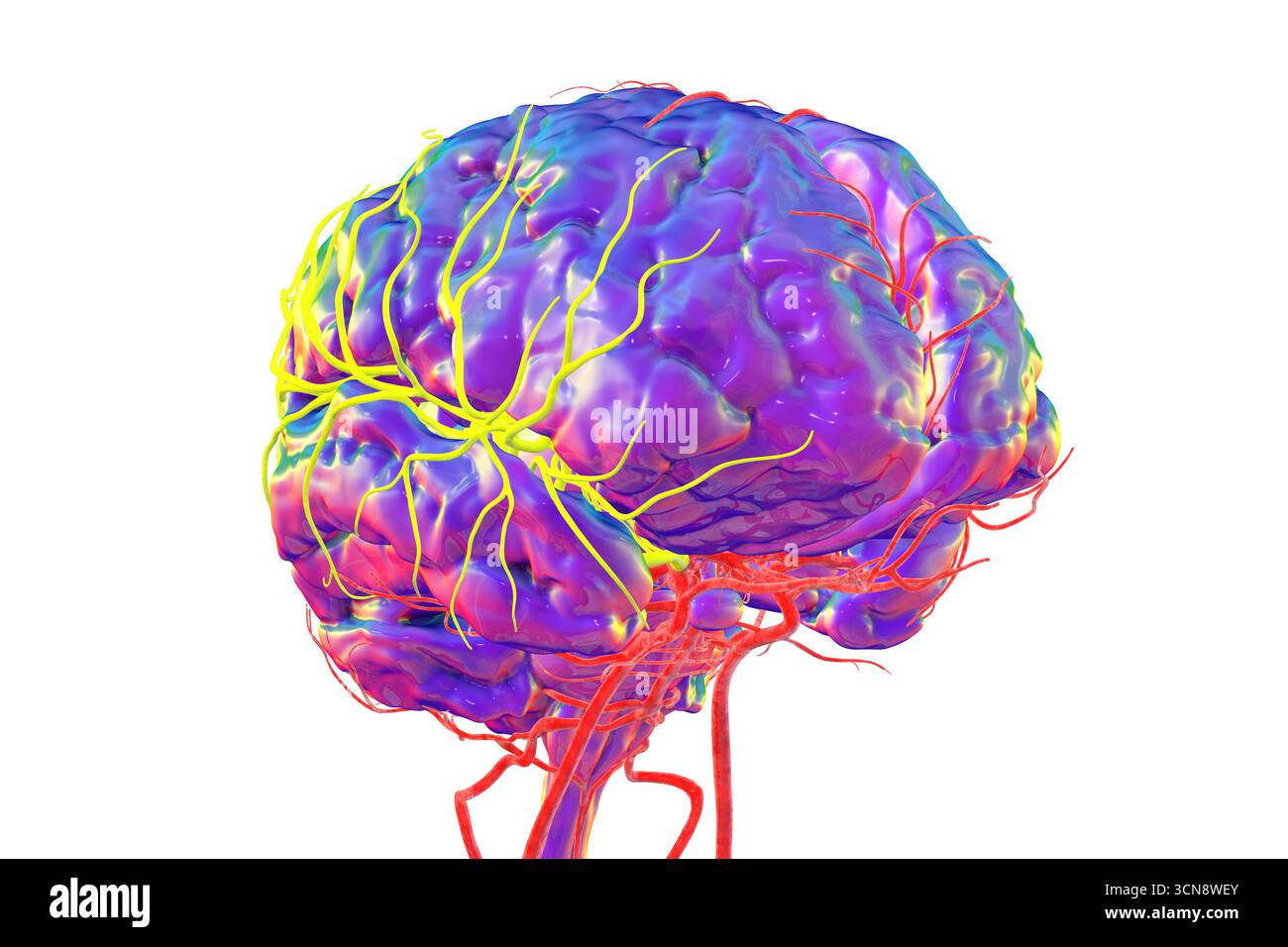 Abbildung der Arteria cerebri Media (gelb), die den frontalen, temporalen und parietalen Lappen Blut liefert, entscheidend für die Gehirnfunktion. Stockfoto