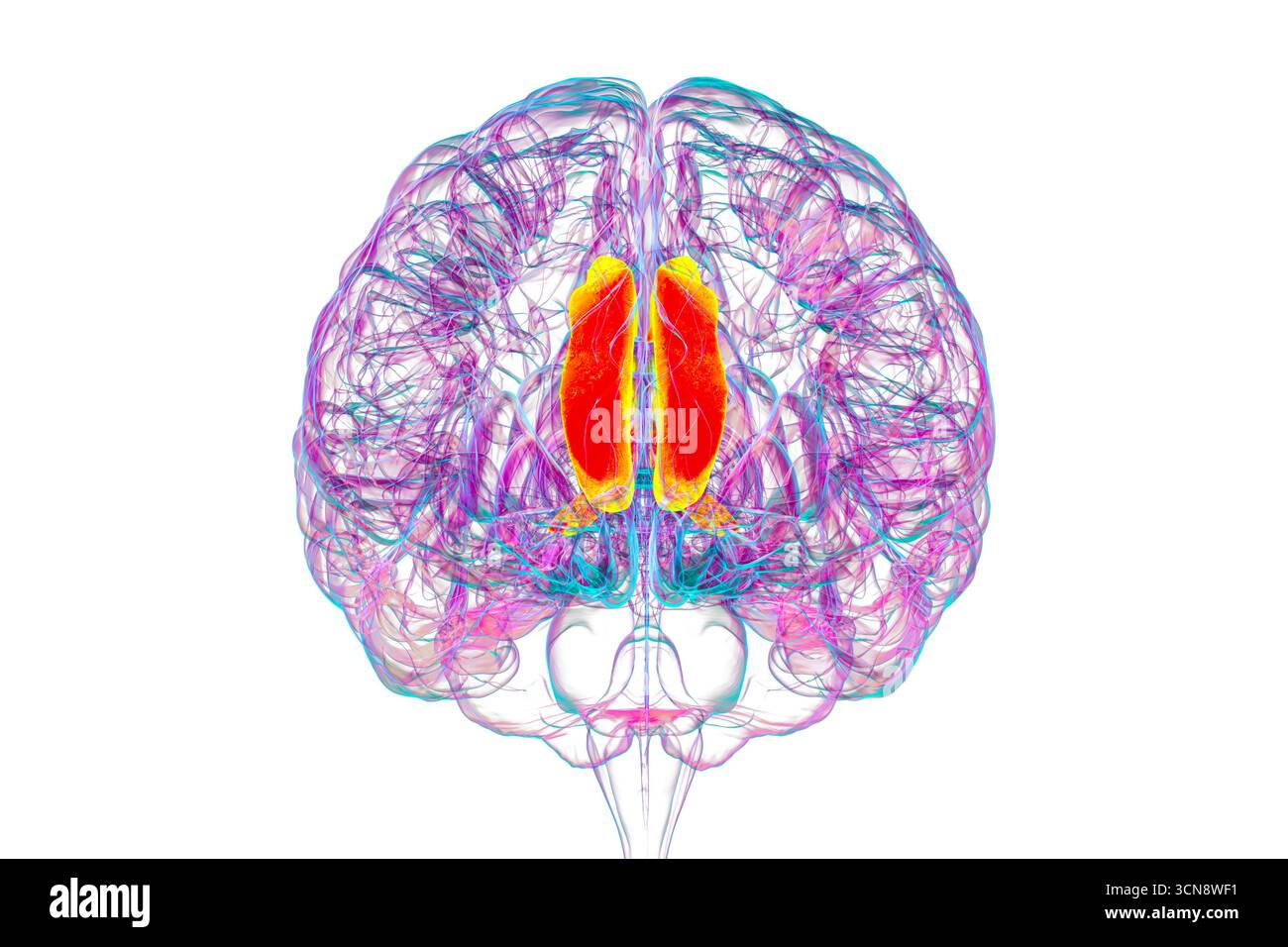 Illustration des menschlichen Gehirns mit Hervorhebung des Gyrus cingulata, der für die Emotionsverarbeitung, Entscheidungsfindung und kognitive Kontrolle bei verschiedenen Störungen essentiell ist. Stockfoto