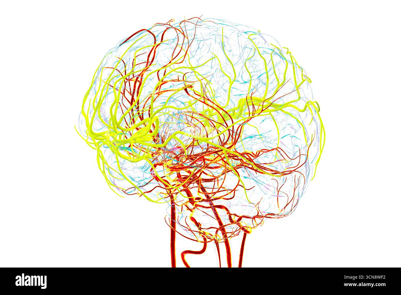 Abbildung der Arteria cerebri Media (gelb), die den frontalen, temporalen und parietalen Lappen Blut liefert, entscheidend für die Gehirnfunktion. Stockfoto