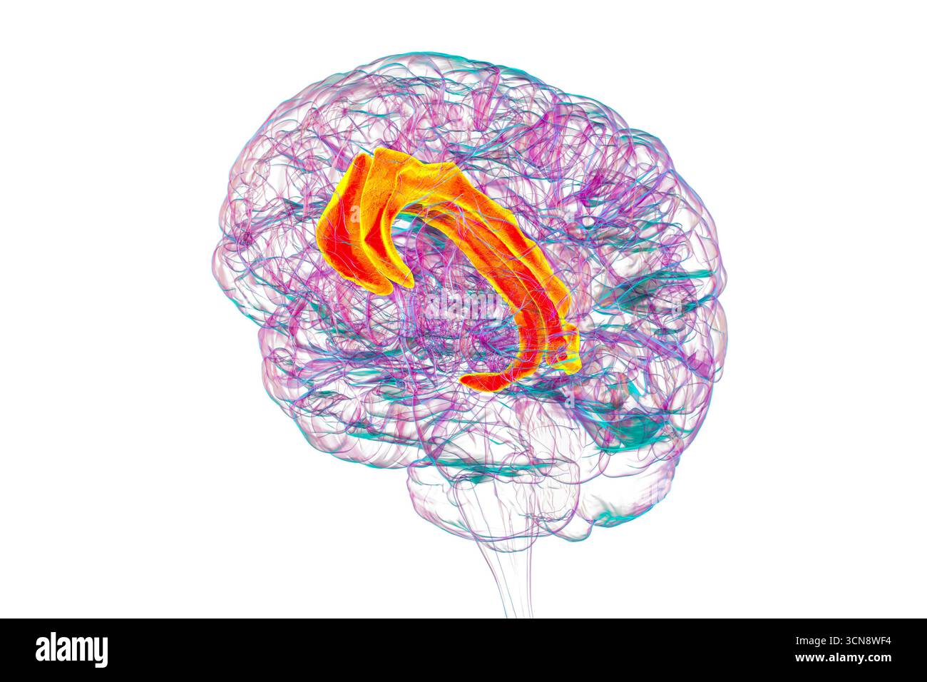 Illustration des menschlichen Gehirns mit Hervorhebung des Gyrus cingulata, der für die Emotionsverarbeitung, Entscheidungsfindung und kognitive Kontrolle bei verschiedenen Störungen essentiell ist. Stockfoto