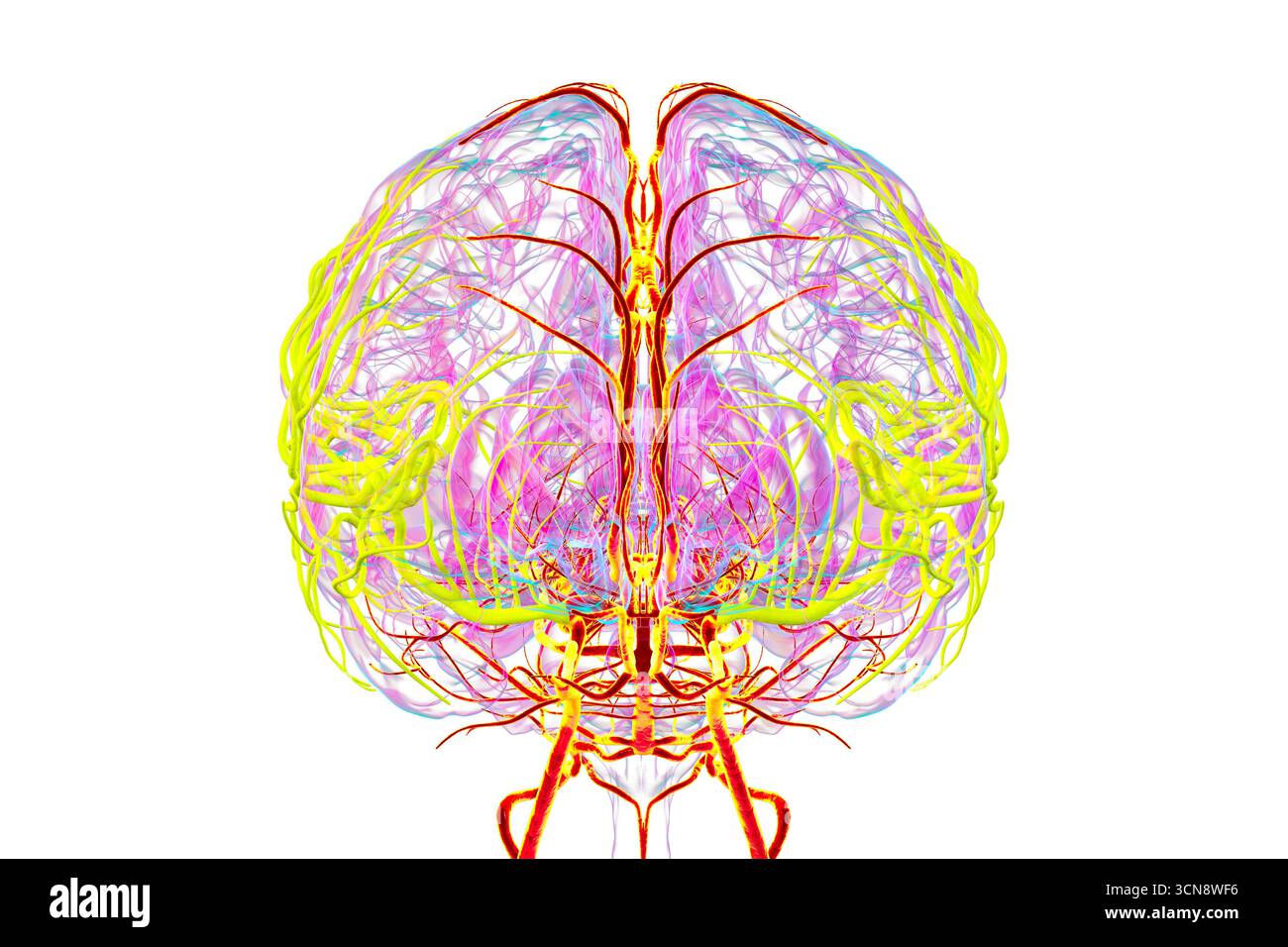 Abbildung der Arteria cerebri Media (gelb), die den frontalen, temporalen und parietalen Lappen Blut liefert, entscheidend für die Gehirnfunktion. Stockfoto