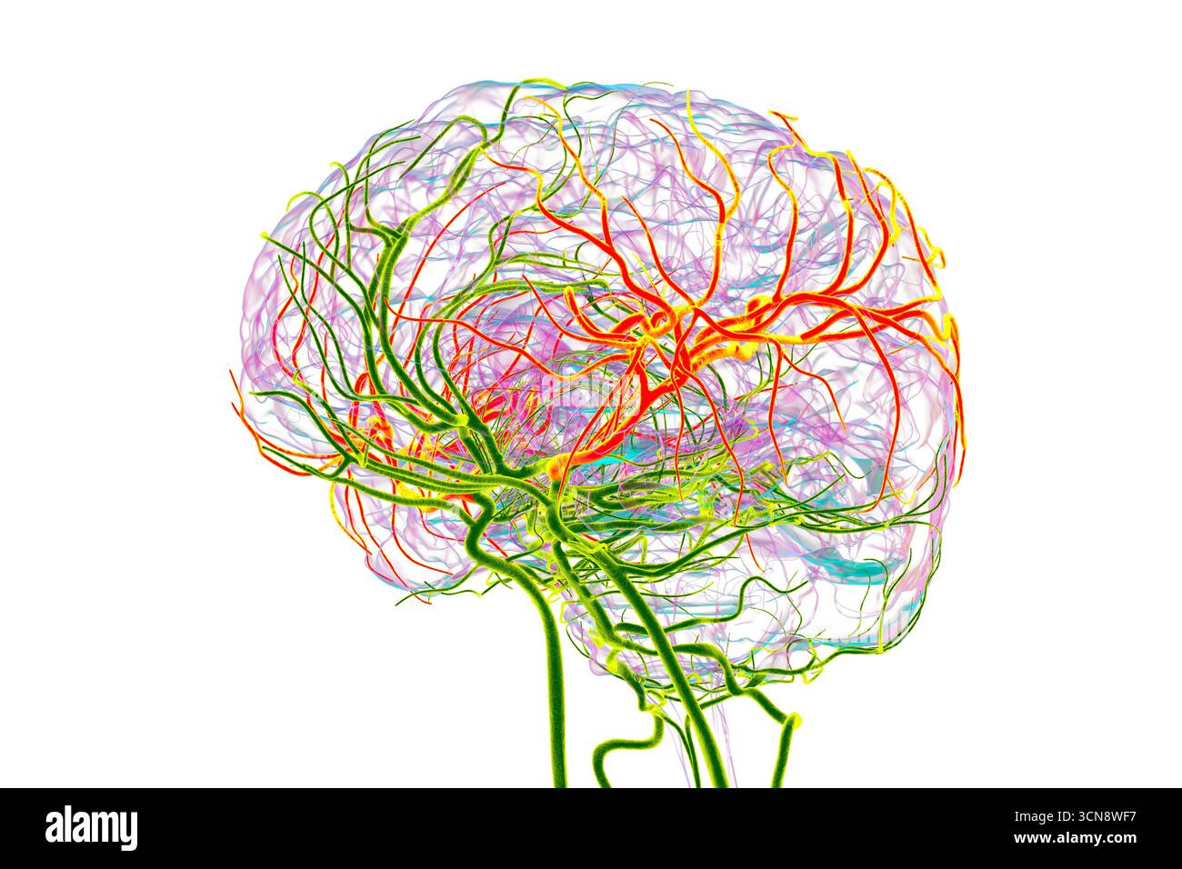 Abbildung der Arteria cerebri Media (orange), die den frontalen, temporalen und parietalen Lappen Blut liefert, entscheidend für die Gehirnfunktion. Stockfoto
