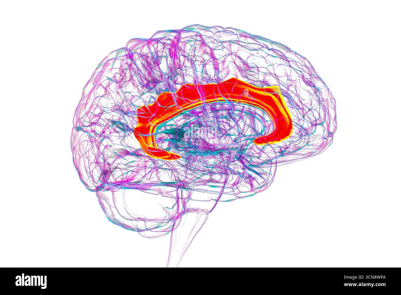 Illustration des menschlichen Gehirns mit Hervorhebung des Gyrus cingulata, der für die Emotionsverarbeitung, Entscheidungsfindung und kognitive Kontrolle bei verschiedenen Störungen essentiell ist. Stockfoto