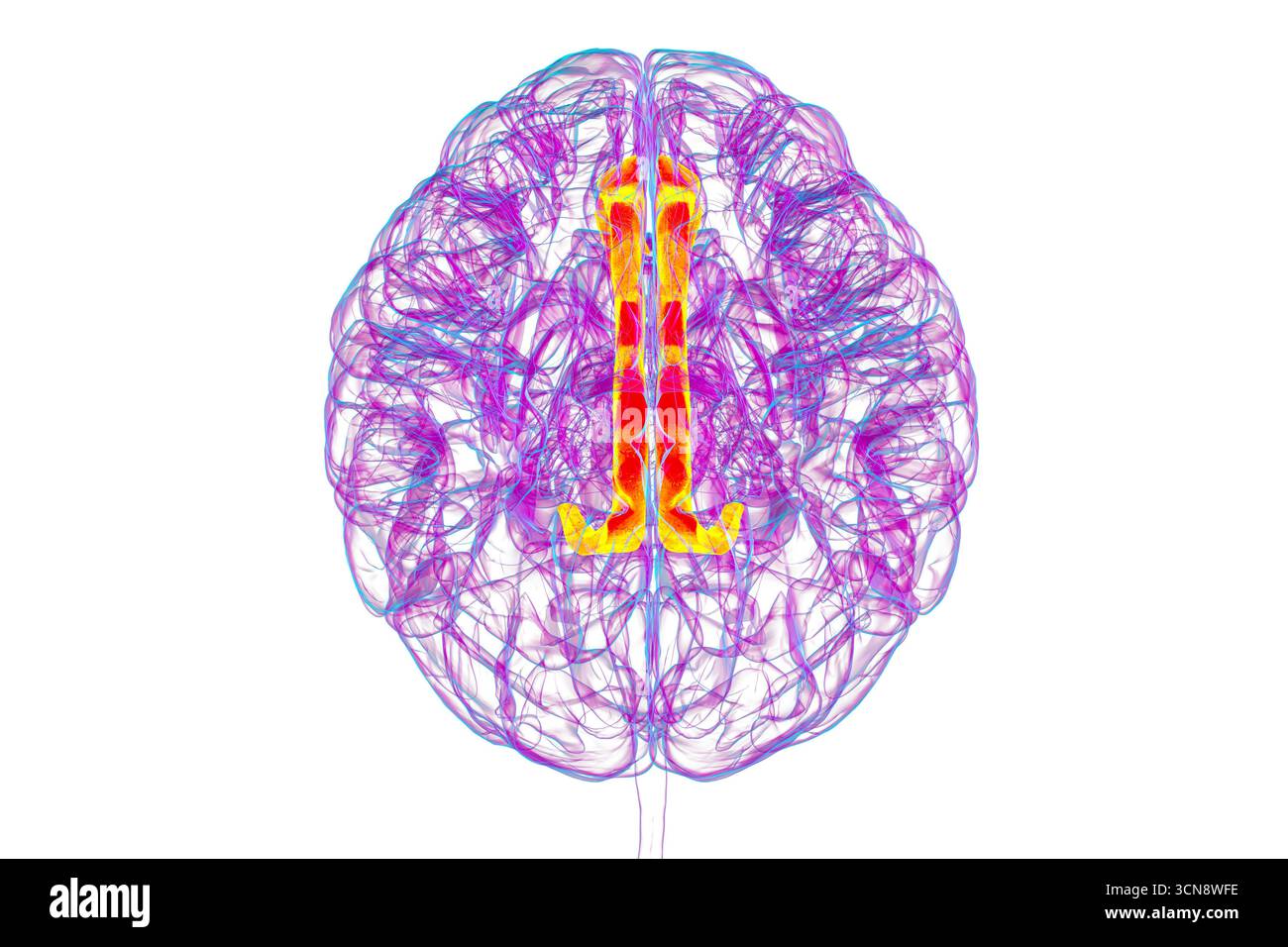 Illustration des menschlichen Gehirns mit Hervorhebung des Gyrus cingulata, der für die Emotionsverarbeitung, Entscheidungsfindung und kognitive Kontrolle bei verschiedenen Störungen essentiell ist. Stockfoto