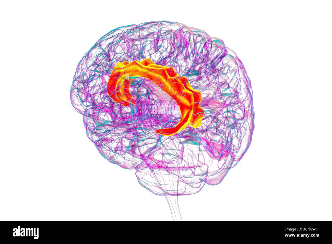 Illustration des menschlichen Gehirns mit Hervorhebung des Gyrus cingulata, der für die Emotionsverarbeitung, Entscheidungsfindung und kognitive Kontrolle bei verschiedenen Störungen essentiell ist. Stockfoto