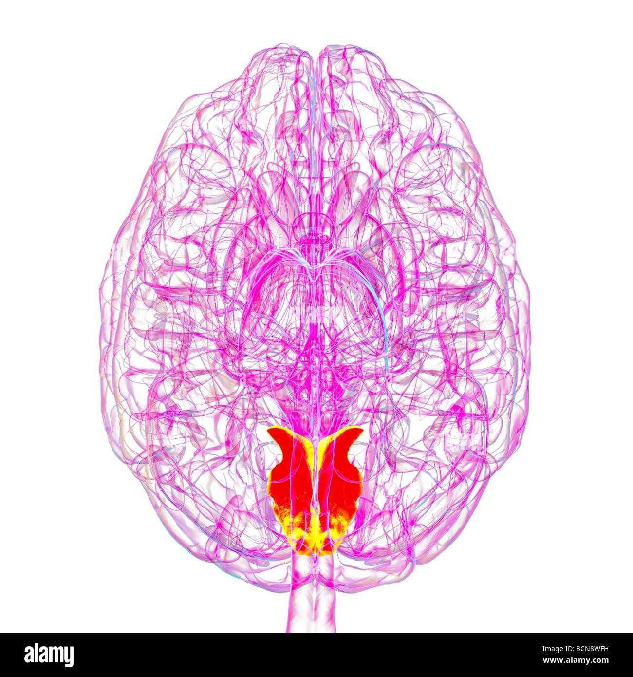 Menschliches Gehirn mit hervorgehobenem Cuneus Gyrus, Illustration. Dies ist ein visueller Bearbeitungsbereich im Okzipitallappen, der an Aufmerksamkeit, Sehvermögen und räumlicher Orientierung beteiligt ist. Stockfoto