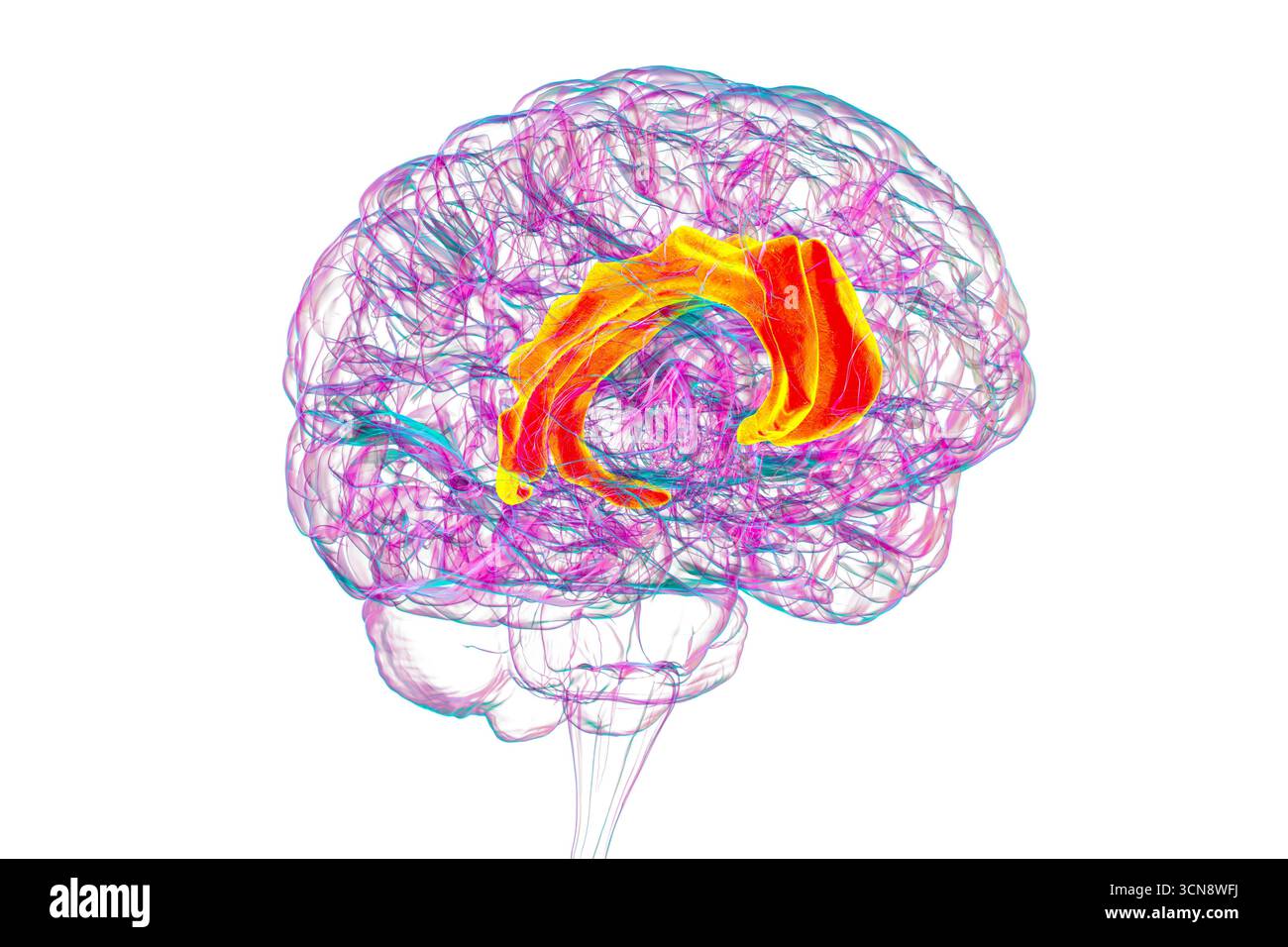 Illustration des menschlichen Gehirns mit Hervorhebung des Gyrus cingulata, der für die Emotionsverarbeitung, Entscheidungsfindung und kognitive Kontrolle bei verschiedenen Störungen essentiell ist. Stockfoto
