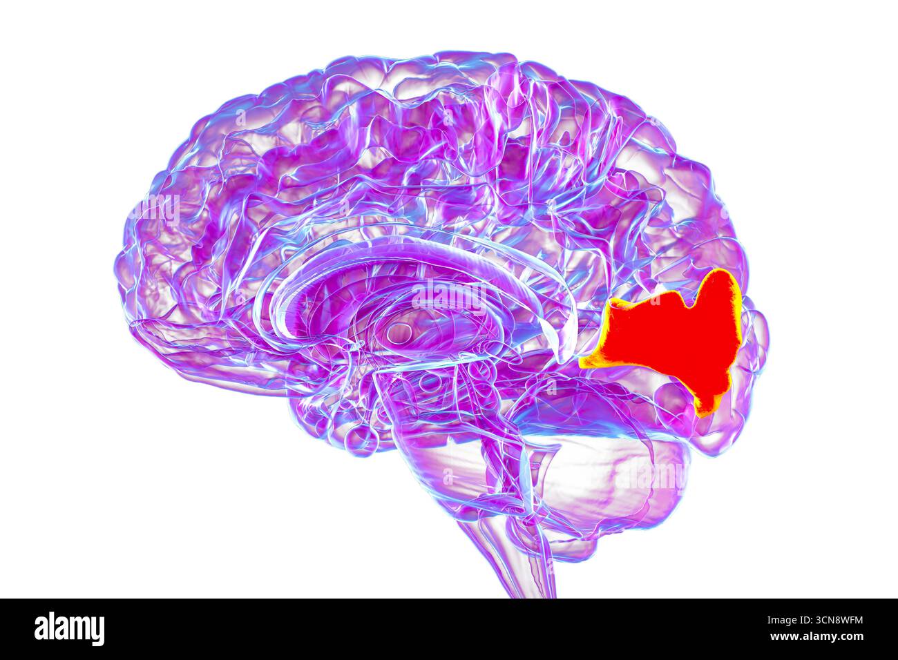 Menschliches Gehirn mit hervorgehobenem Cuneus Gyrus, Illustration. Dies ist ein visueller Bearbeitungsbereich im Okzipitallappen, der an Aufmerksamkeit, Sehvermögen und räumlicher Orientierung beteiligt ist. Stockfoto